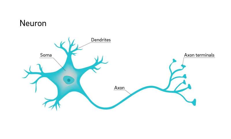 neuron